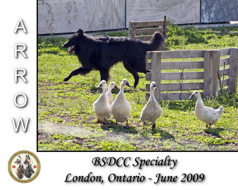 BSDCC Specialty