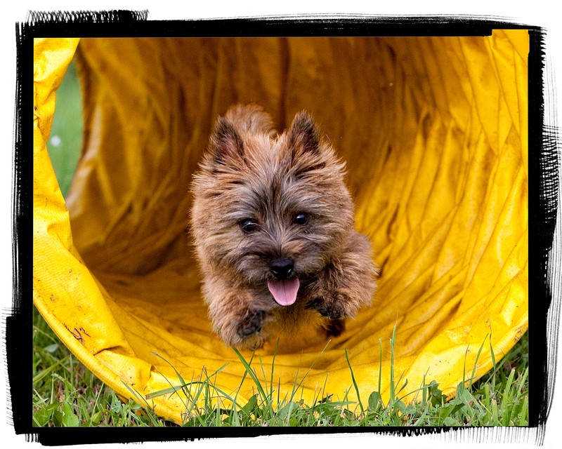 Clicker does the tunnel Clicker does the tunnel