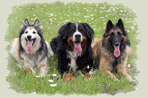 Boris and his girls